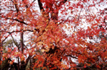 Otoño.